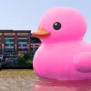Melt pink rubber duck in river in front of the Powerhouse